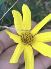 Helianthus schweinitzii