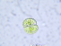 Cosmarium contractum