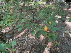 Diaporthe kalmiae