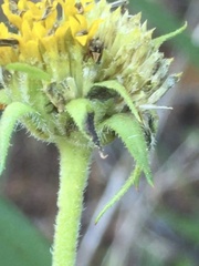 Helianthus schweinitzii