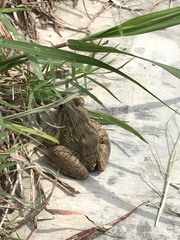 Fejervarya cancrivora
