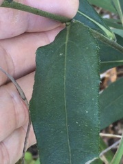 Helianthus schweinitzii