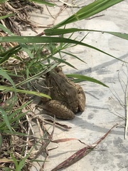 Fejervarya cancrivora