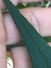 Helianthus schweinitzii