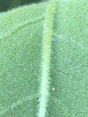 Helianthus schweinitzii