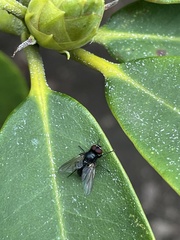 Muscoidea