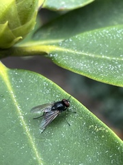 Muscoidea