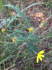 Helianthus schweinitzii