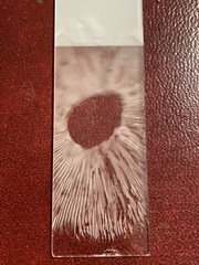 Tricholoma sejunctum