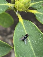 Muscoidea