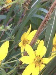 Helianthus schweinitzii