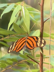 Heliconius ismenius