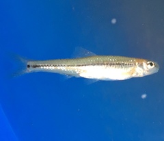 Pimephales notatus