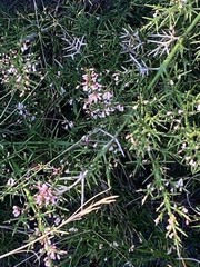 Colletia spinosissima