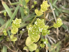 Sebaea minutiflora