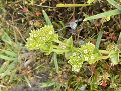 Sebaea minutiflora
