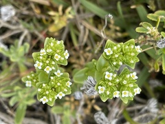 Sebaea minutiflora