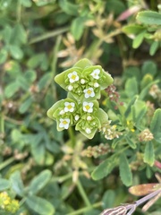 Sebaea minutiflora