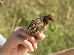 Coturnicops noveboracensis
