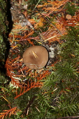 Lactarius pseudomucidus