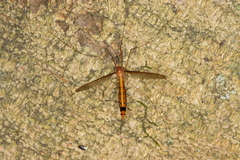 Microtipula