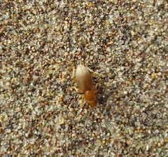 Amblyderus triplehorni