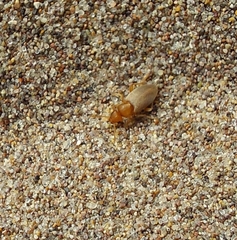 Amblyderus triplehorni