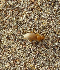 Amblyderus triplehorni