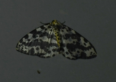Percnia