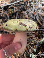 Russula occidentalis