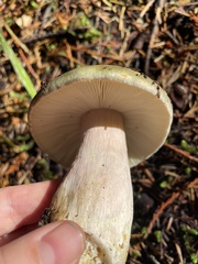 Russula occidentalis