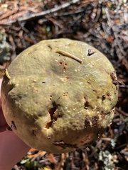 Russula occidentalis