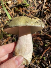 Russula occidentalis