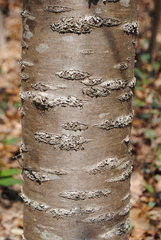 Prunus avium