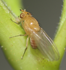 Camptoprosopella slossonae