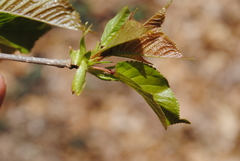 Prunus avium