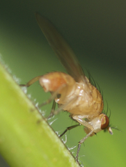Camptoprosopella slossonae