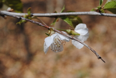 Prunus avium