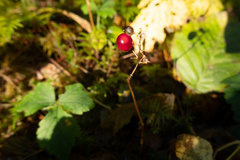 Rubus pedatus
