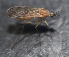 Sylvicola fenestralis
