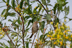 Zonotrichia leucophrys