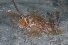 Pteroidichthys amboinensis