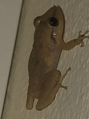 Eleutherodactylus coqui