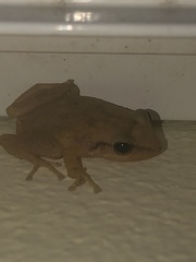 Eleutherodactylus coqui