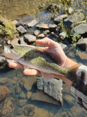 Micropterus cataractae