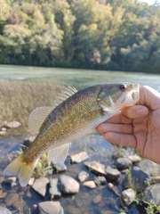 Micropterus cataractae