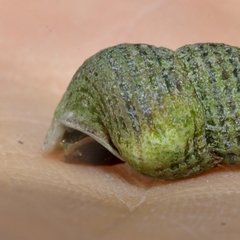 Cerithidea moerchii