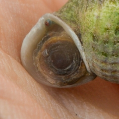 Cerithidea moerchii