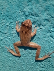 Craugastor rupinius