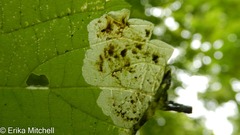 Agromyza diversa